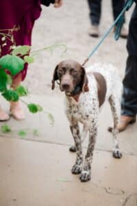German Shorthaired Pointer with brown bowtie